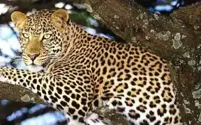 Leopard Succumbs To Heart Attack In AJK