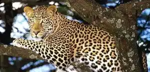 Leopard Succumbs To Heart Attack In AJK