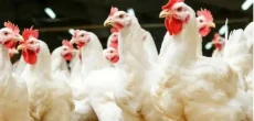 Punjab Poultry Association Lowers Chicken Prices