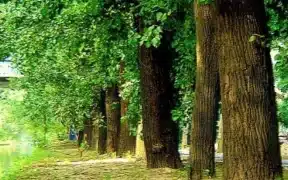 KP Intends Billion Tree Plus Initiative To Expand Forests