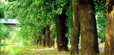 KP Intends Billion Tree Plus Initiative To Expand Forests