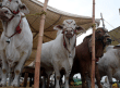 Date Set For Commencement Of Karachi Animal Market