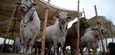 Date Set For Commencement Of Karachi Animal Market