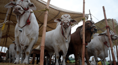 Date Set For Commencement Of Karachi Animal Market