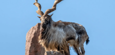 Pakistan Celebrates Inaugural 'International Day of Markhor' Supported By UN