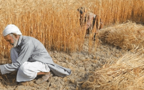 Punjab Government Opts Out Of Farmer Wheat Procurement
