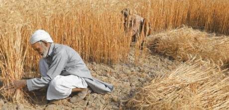 Punjab Government Opts Out Of Farmer Wheat Procurement