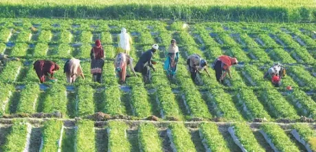 Agriculture Sector Faces Funding Shortfall in Budget 2024-25