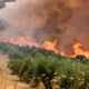 Margalla Hills Face Another Fire Amid Pakistan's Heatwave
