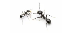 Ants Rescue Injured Comrades Through Limb Amputations