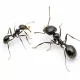 Ants Rescue Injured Comrades Through Limb Amputations
