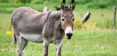 Senate Panel Proposes Boosting Donkey Exports to China