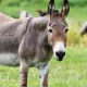Senate Panel Proposes Boosting Donkey Exports to China