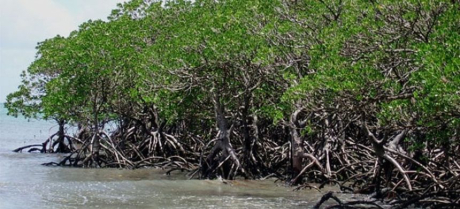 Research reveals the carbon storage potential of planted mangroves.