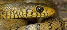 Man Caught Smuggling Over 100 Snakes in His Pants in China