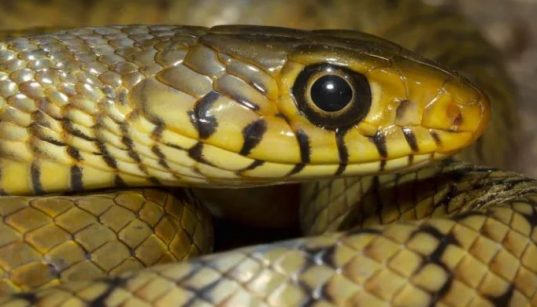 Man Caught Smuggling Over 100 Snakes in His Pants in China