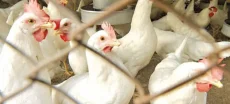 Chicken prices per kg have skyrocketed in Punjab despite orders from the Chief Minister