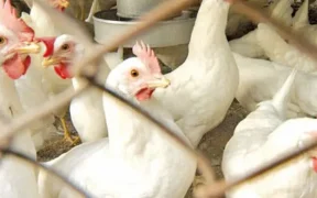 Chicken prices per kg have skyrocketed in Punjab despite orders from the Chief Minister