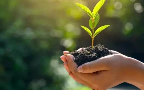 Islamabad is set to plant 4 million trees soon.