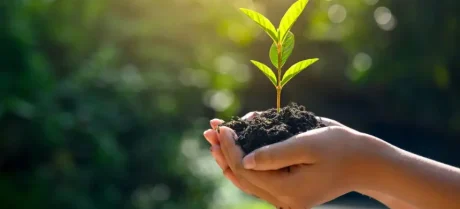 Islamabad is set to plant 4 million trees soon.