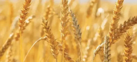 The government has imposed an immediate ban on wheat imports and flour exports