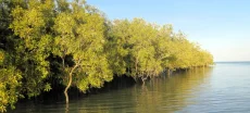 A study reveals that planted mangroves have the ability to store carbon.