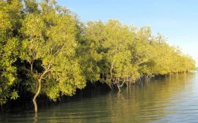 A study reveals that planted mangroves have the ability to store carbon.