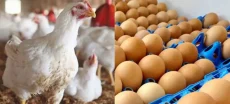 Prices of chicken and eggs are expected to increase