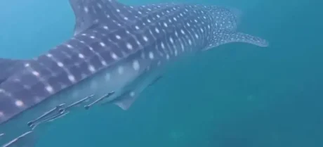 An endangered white shark has been spotted in Pakistani waters