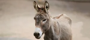 Donkey prices in Pakistan surge due to rising demand from China