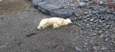 Rare Polar Bear Discovered on Icelandic Shores; Police Forced to Shoot