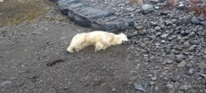 Rare Polar Bear Discovered on Icelandic Shores; Police Forced to Shoot