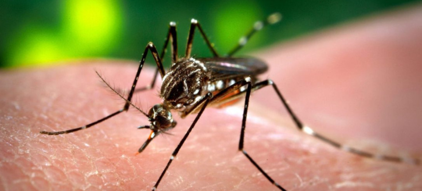 Rawalpindi Excise Office Sealed Due to Dengue Mosquito Breeding Concerns