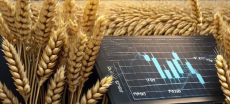 Global Wheat Prices Surge Due to Extended Dry Conditions in Major Growing Regions