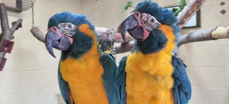 Missing parrots from London Zoo discovered 60 miles away in Cambridge shire