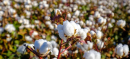 Cotton Arrivals Drop by Almost 60% in September