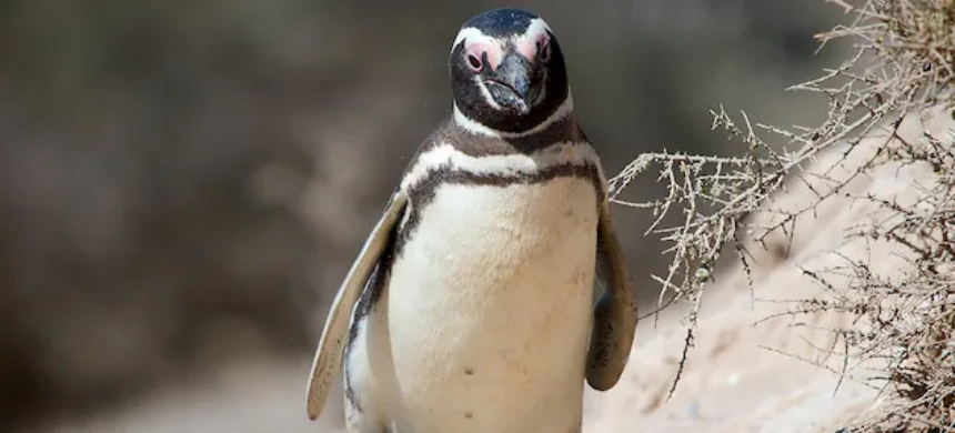 Argentine Farmer Sentenced for Slaughtering Over 100 Penguin Chicks