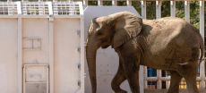 Madhubala the Elephant’s Farewell to Karachi Zoo Set to Relocate to Safari Park