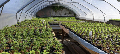 Greenhouses Allow Farmers to Grow Crops Year-Round