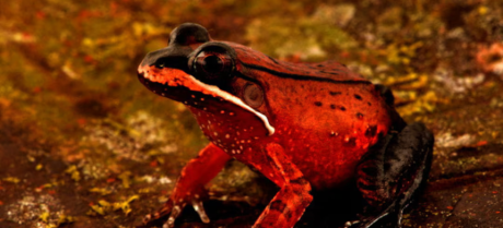 27 New Species, Including 'Amphibious Mouse,' Discovered in Peru's Amazon