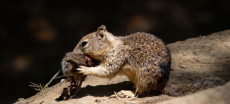 Study Reveals California Squirrels as Unexpected Ruthless Predators