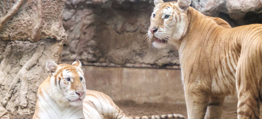 Rare Tigresses Become Social Media Sensations at Thailand Zoo