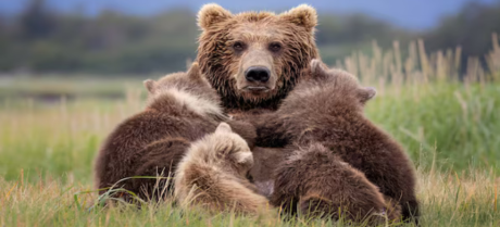 Bear Enters Japanese Home and Resting Under Heated Table