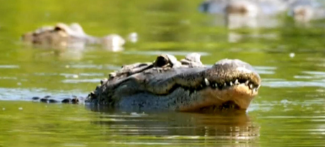 Crocodile Attacks and Kills Woman on Palm Oil Plantation in Indonesia