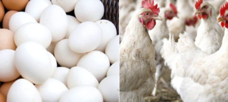 Winter Chill Drives Surge in Chicken Meat and Egg Prices Across Punjab