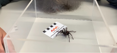 New Funnel-Web Spider Species Discovered in Australia