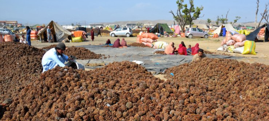 Pine Nut Industry Boosts South Waziristan's Economy with Rs14 Billion in Exports