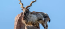 Three Hunters Apprehended for Illegal Poaching of Rare Markhor