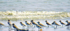 Siberian Migratory Birds Enhance the Beauty of Karachi's Coastline