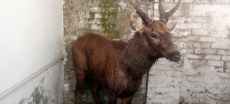 Indian Stag Crosses Into Pakistan and Makes a Surprise Visit to a Bank